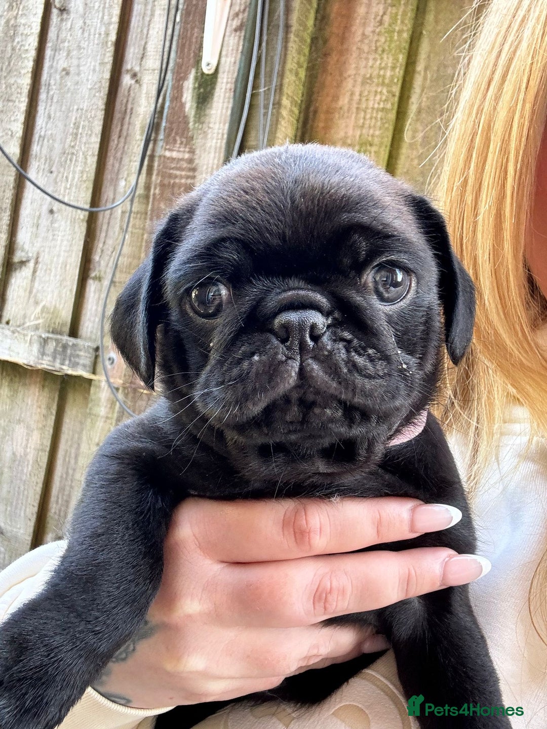 Pug dogs for sale: Pugs for sale - Image 6
