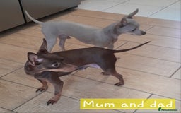 Russian Toy Terrier dogs for sale: Pure blood Russian Toy smooth and long haired - Image 20
