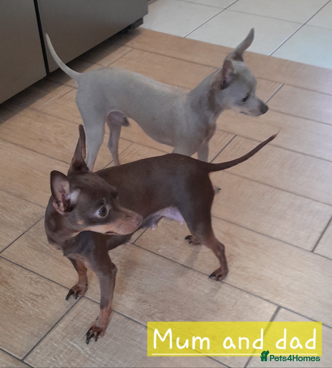 Russian Toy Terrier dogs for sale: Pure blood Russian Toy smooth and long haired - Image 20