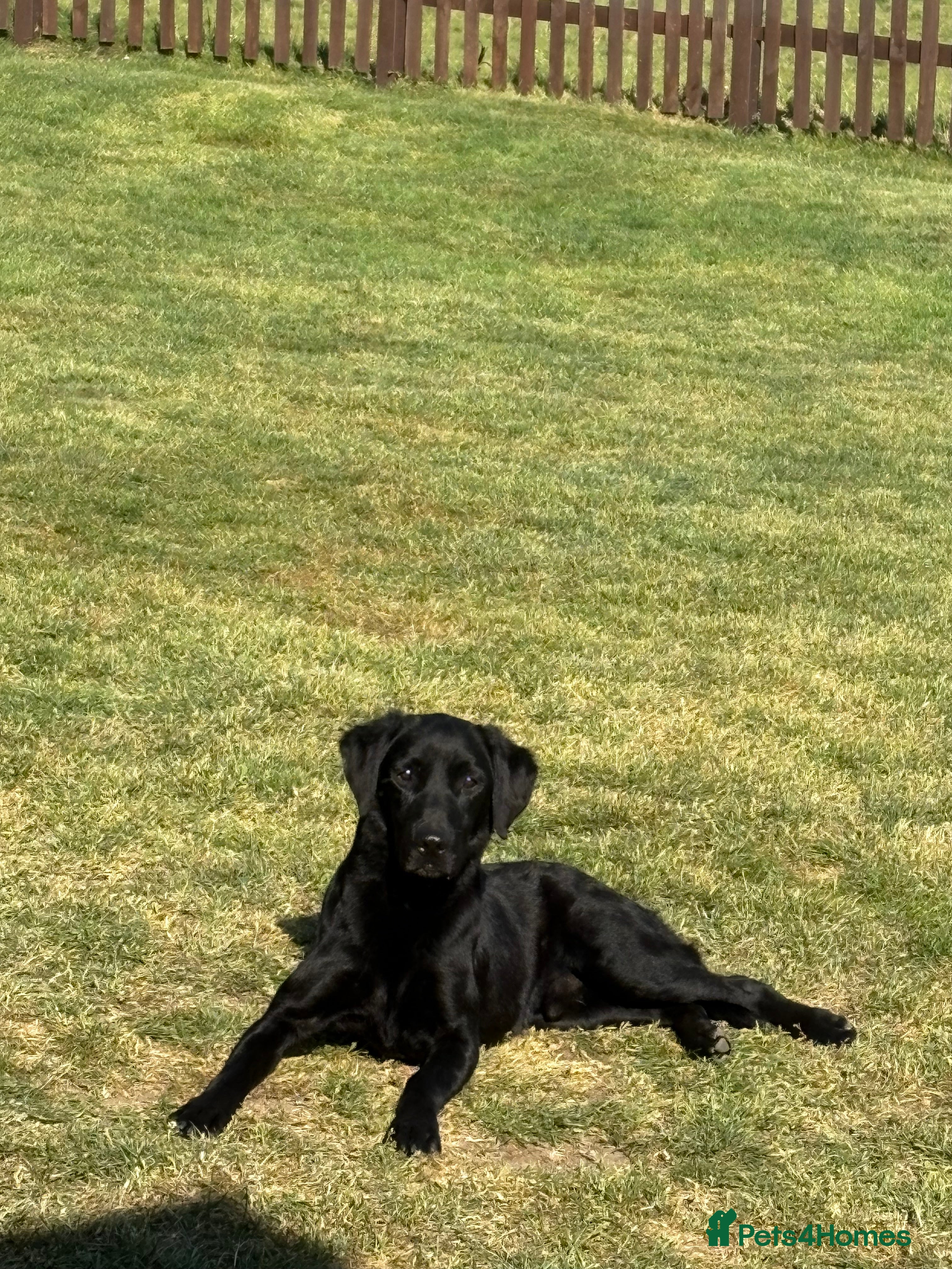Labrador Retriever dogs Black lab available for stud  in Basingstoke - Advert 22