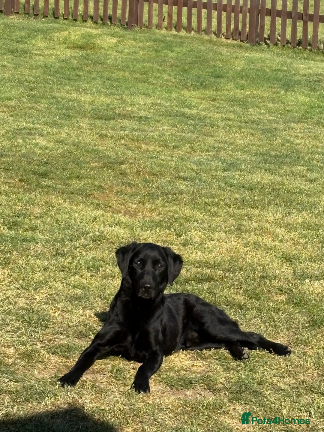 Labrador Retriever dogs for stud: Black lab available for stud  in Basingstoke - Image 1