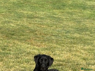 Labrador Retriever dogs in Basingstoke - Advert 1