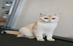 British Shorthair cats for sale: British Shorthair–Calm,Friendly and Family Loving  - Image 2