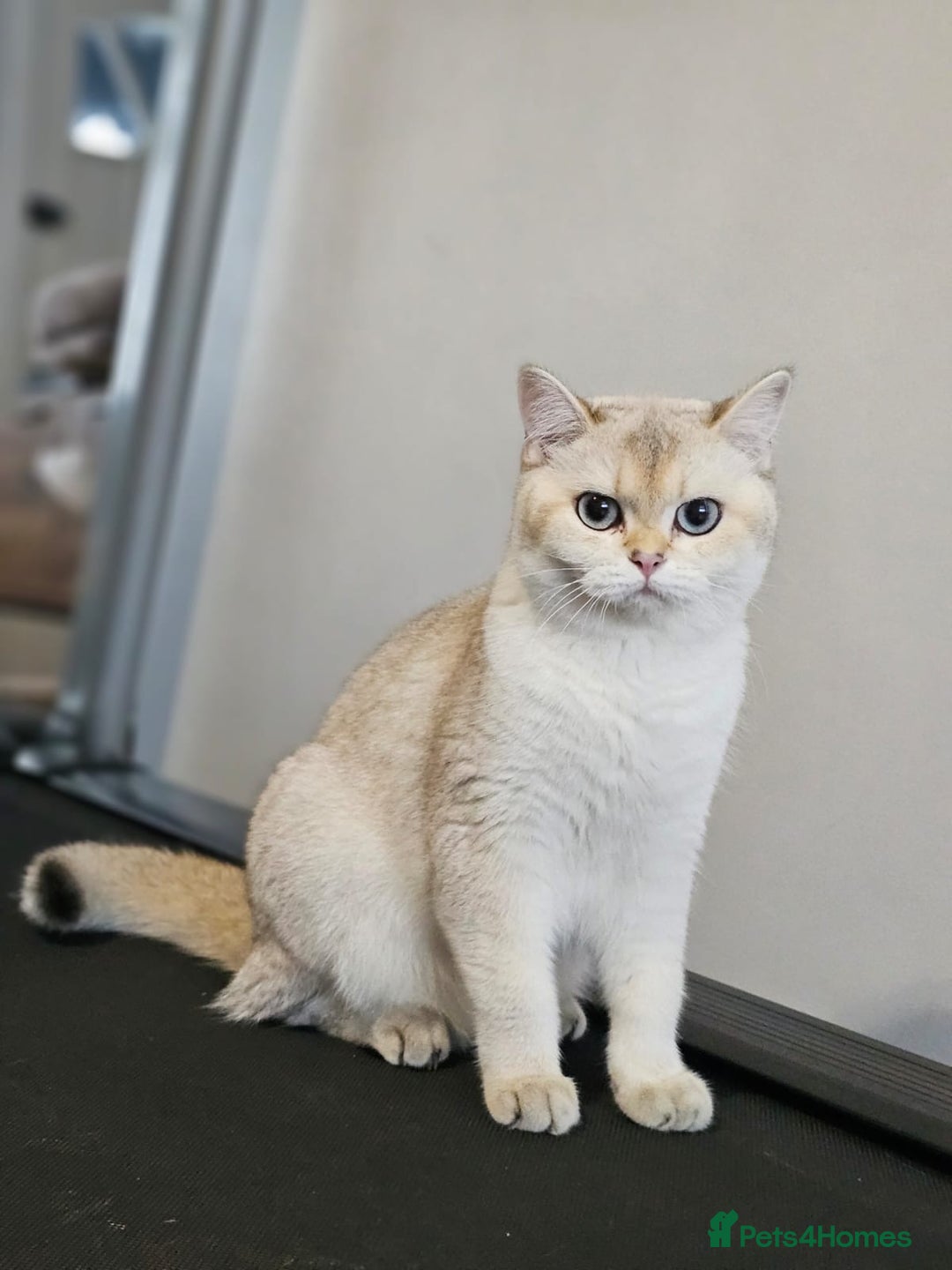 British Shorthair cats for sale: British Shorthair–Calm,Friendly and Family Loving  - Image 2