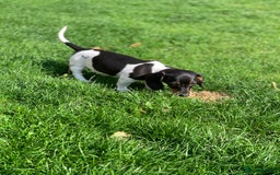 Miniature Dachshund dogs for sale: Beautiful mini daxi puppies pra clear READY NOW - Image 18
