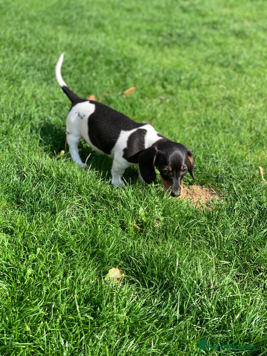 Miniature Dachshund dogs for sale: Beautiful mini daxi puppies pra clear READY NOW - Image 18