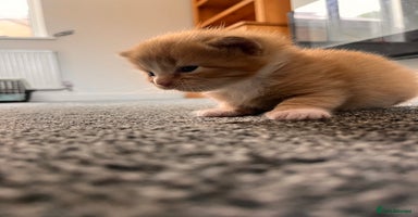 British Longhair cats - Advert 3