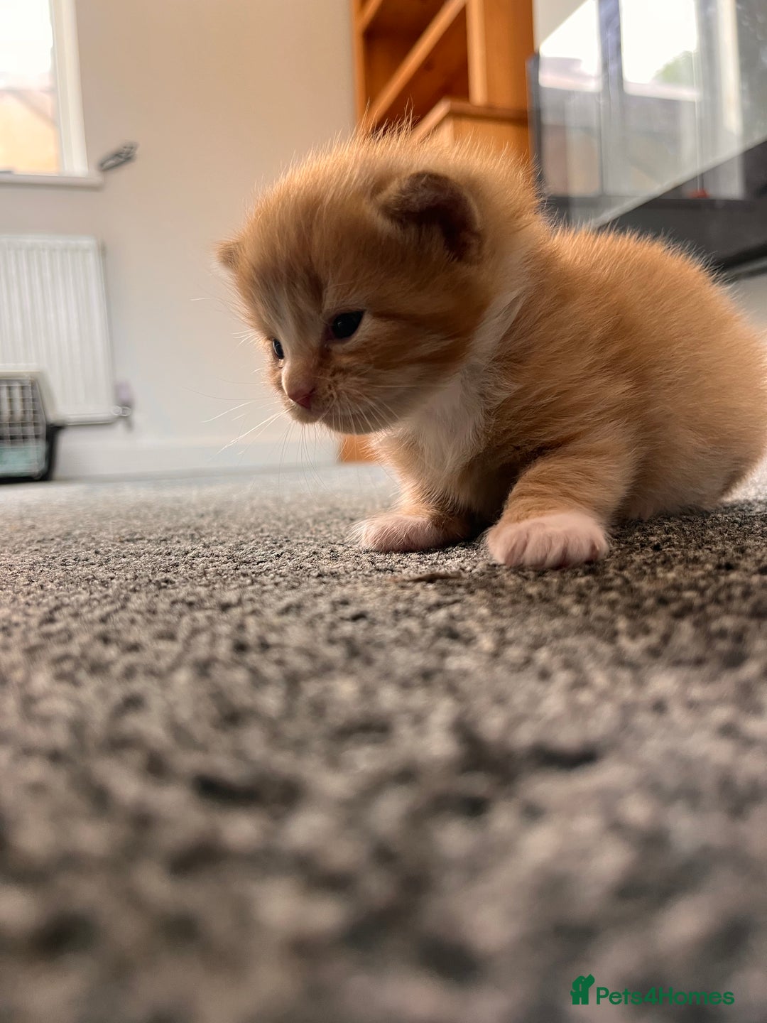 British Longhair cats for sale: 3 gorgeous long haired kittens  - Image 3