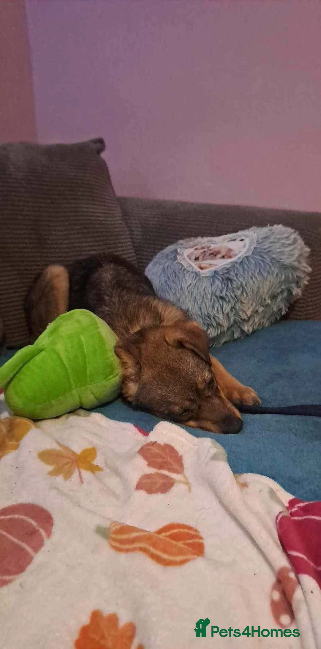 Mixed Breed dogs for adoption: Justice - Norwich Norfolk  in Norwich - Advert 10