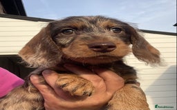 Dachshund dogs for sale: Last two amazing  miniature wire dachshunds  - Image 21