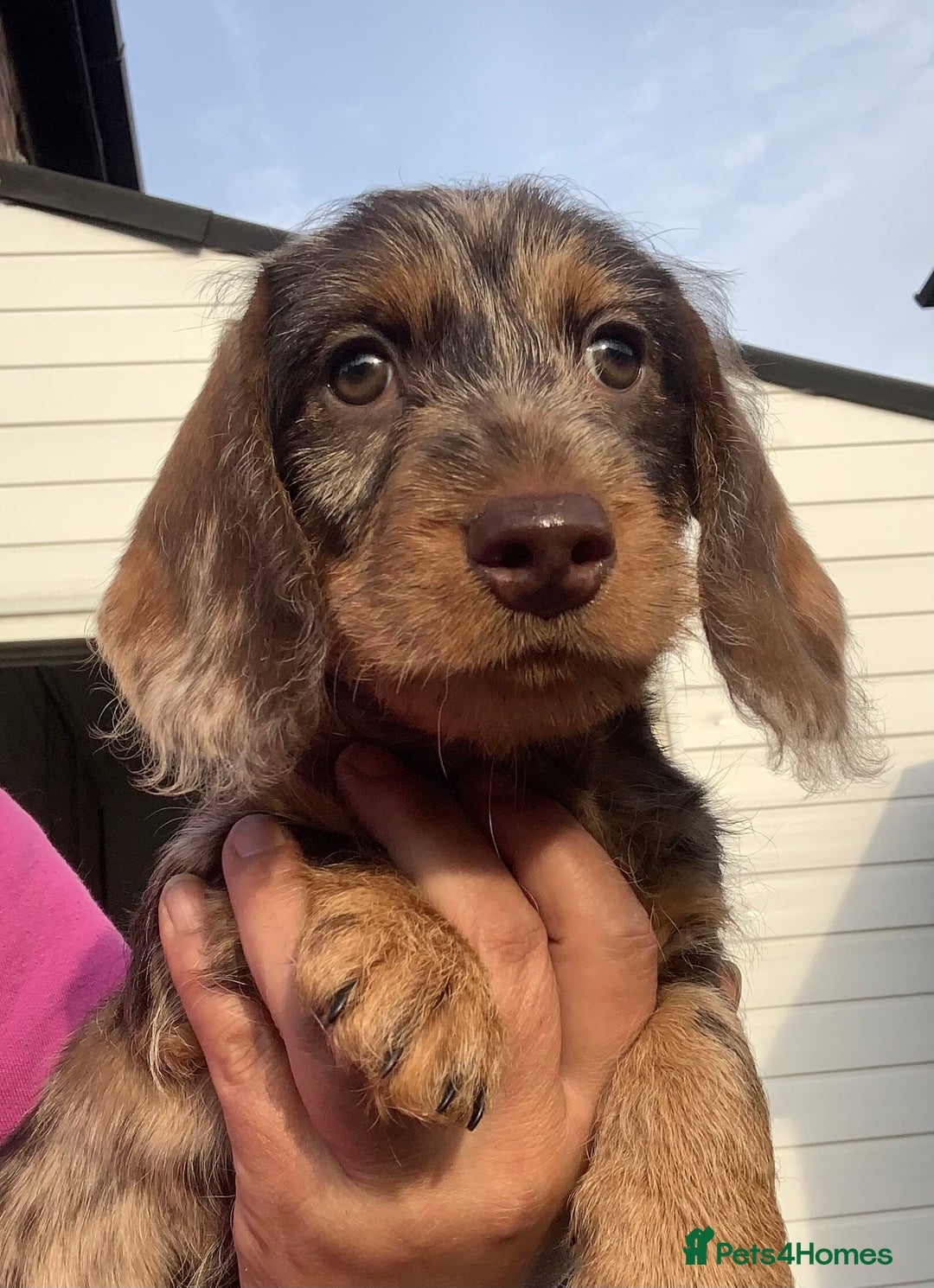 Dachshund dogs for sale: Last two amazing  miniature wire dachshunds  - Image 21