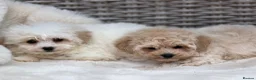 Cavapoochon dogs for sale: Two beautiful cavapoochon girls - Advert 8