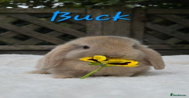 Mini Lop rabbits - Advert 4