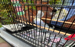 Budgerigars birds for sale: Baby budgie  - Advert 4