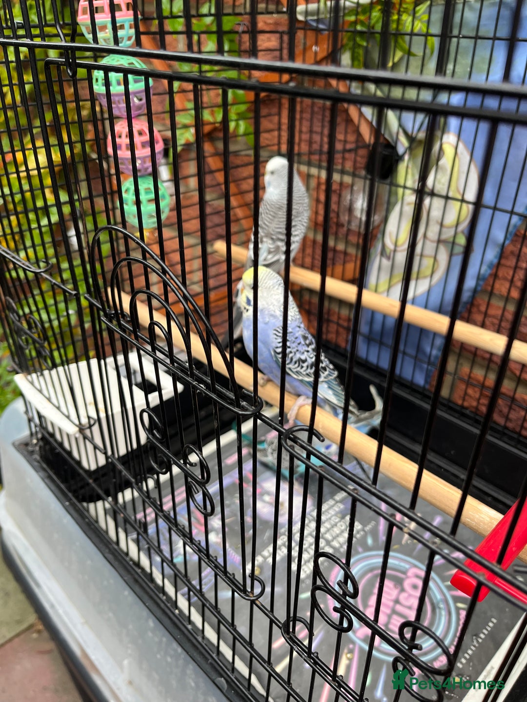 Budgerigars birds for sale: Baby budgie  - Advert 4