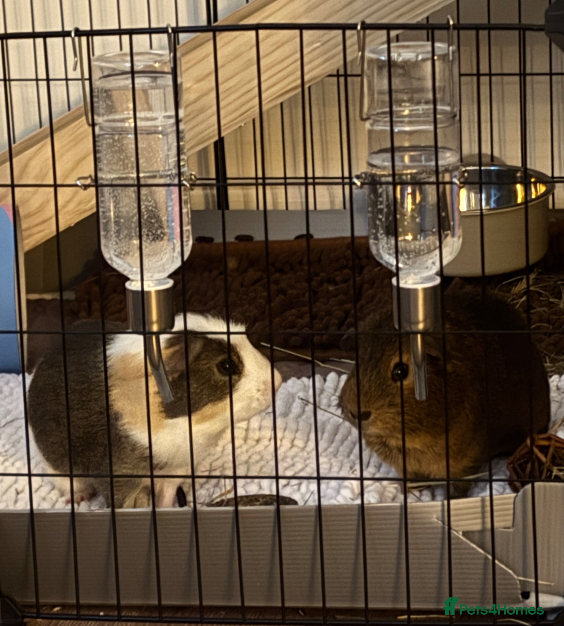 Guinea Pig rodents 2 Male Guineapigs 8 months old - Advert 1