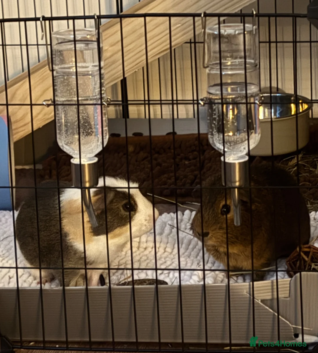 Guinea Pig rodents for sale: 2 Male Guineapigs 8 months old in Bolton - Advert 1