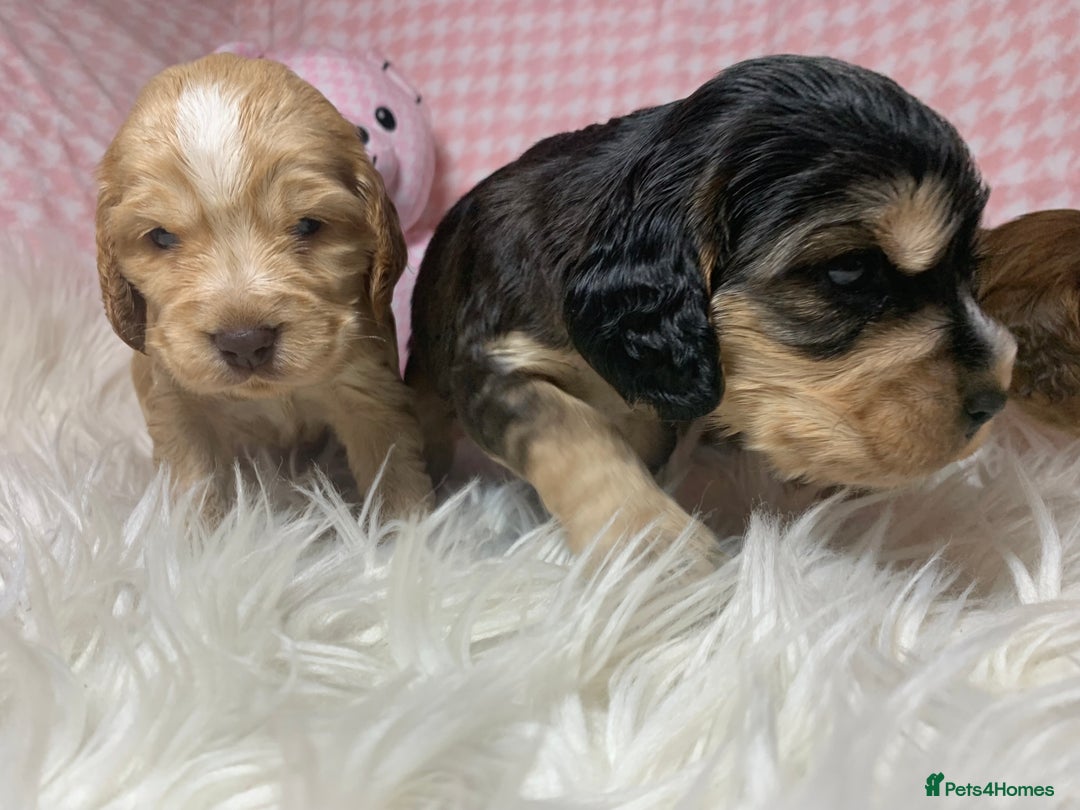 Cocker Spaniel dogs for sale: Show type cocker spaniel puppy’s PRA Clear  - Advert 14