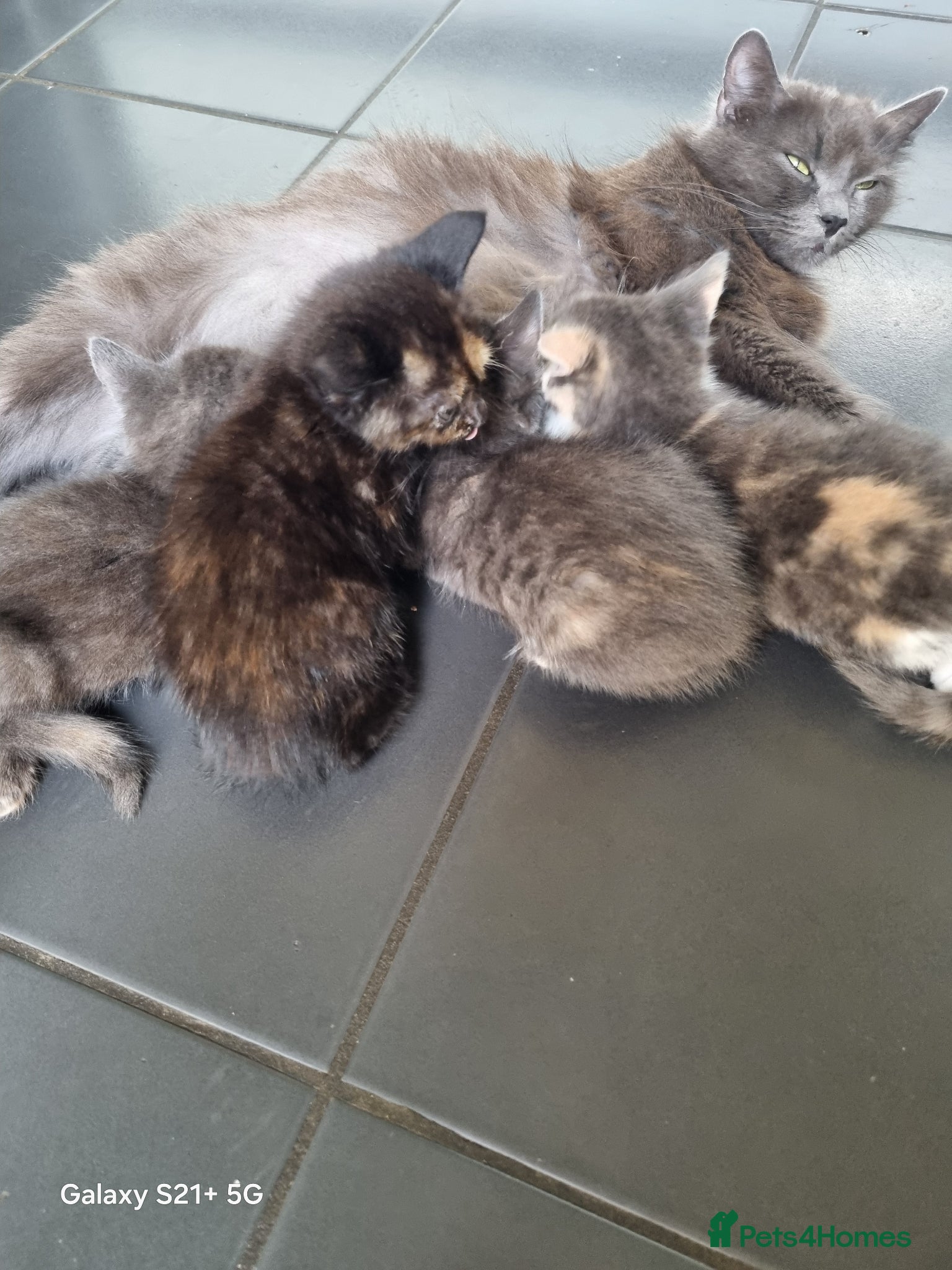British Longhair cats for sale: Kittens  - Advert 5