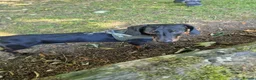 Dachshund dogs for sale: Dachshund Milo - Advert 5