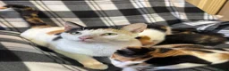 Mixed Breed cats for sale: 5 Gorgeous Kittens - Advert 31