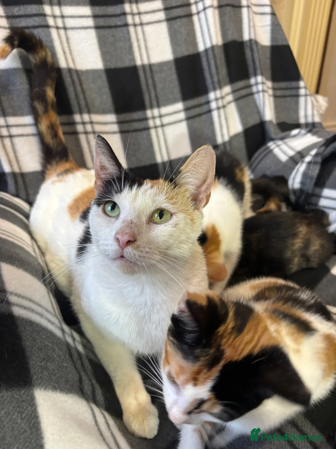 Mixed Breed cats for sale: 5 Gorgeous Kittens - Advert 31