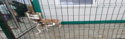 Mixed Breed dogs for adoption: 🌸 ALICE — A GENTLE LITTLE GIRL FULL OF LOVE 🌸 in Nottingham - Advert 34