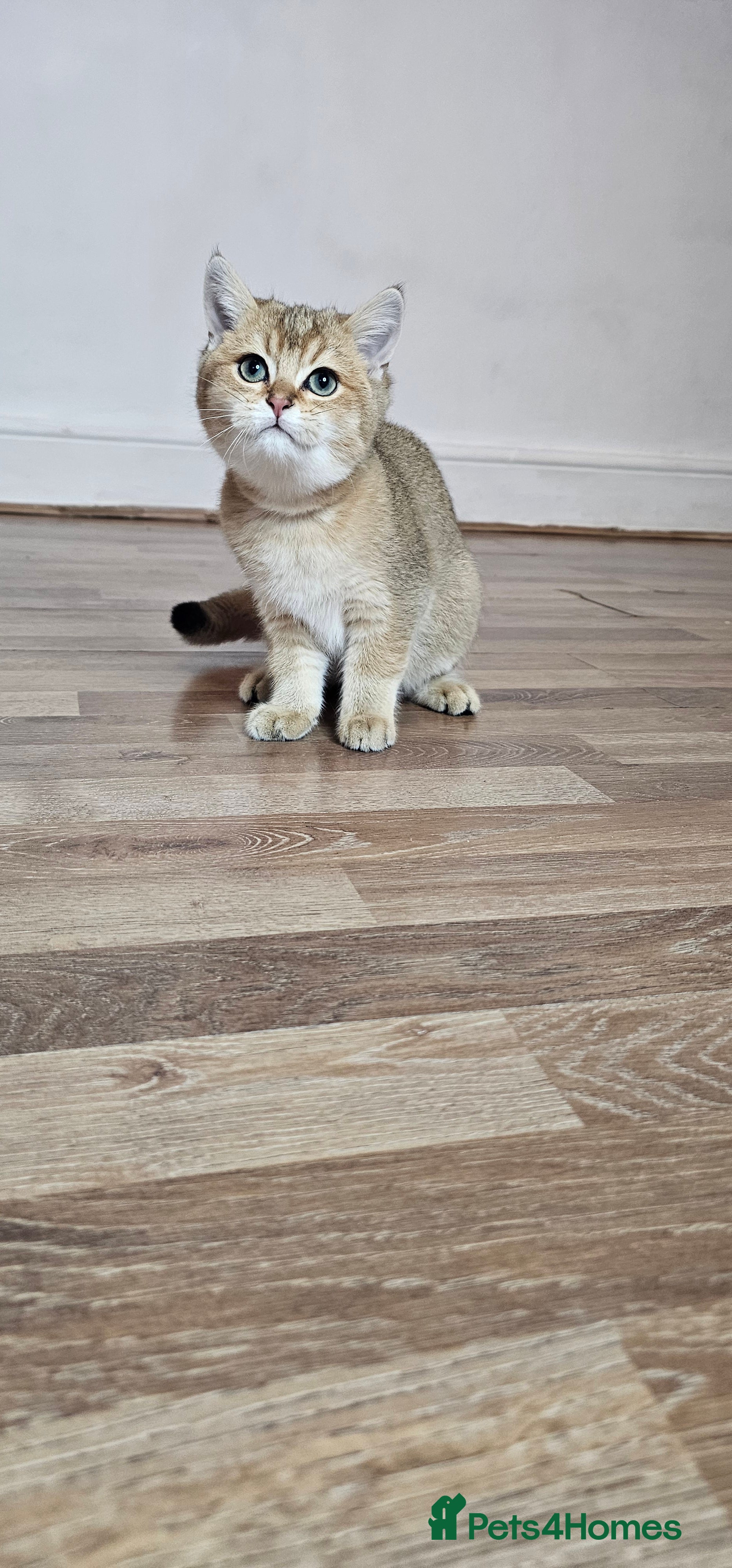 British Shorthair cats BSH GOLDEN KITTENS - Advert 8