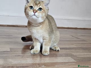British Shorthair cats BSH GOLDEN KITTENS - Advert 9