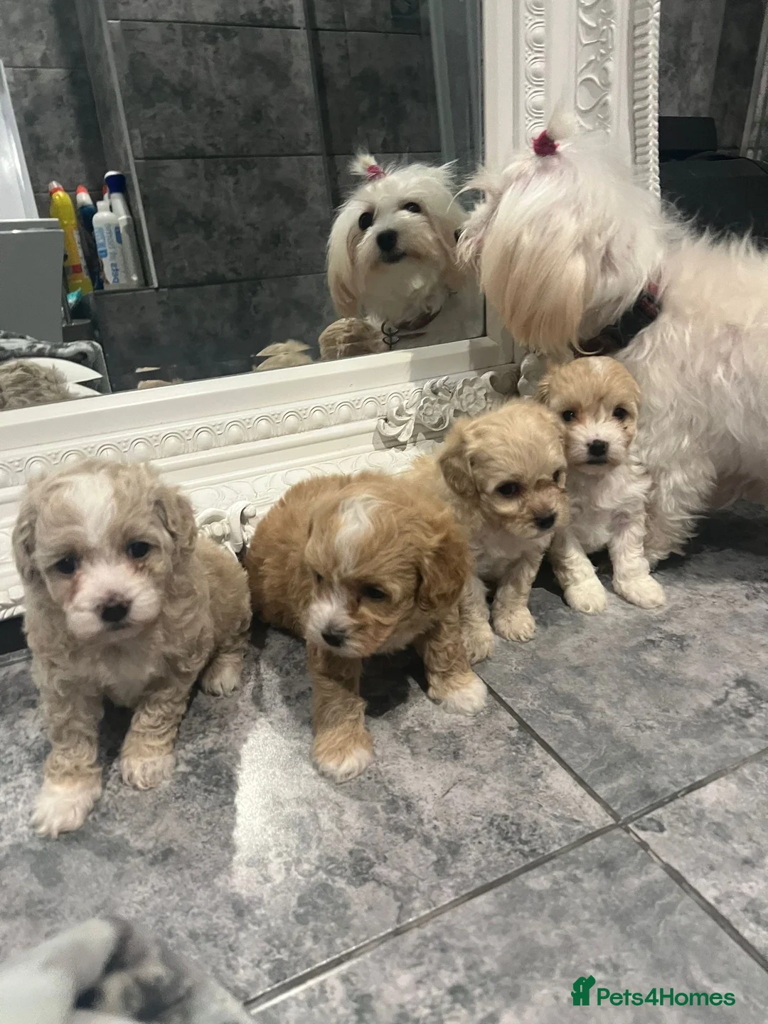 Maltipoo dogs for sale: Maltipoo  **  puppies  in Chertsey - Advert 2