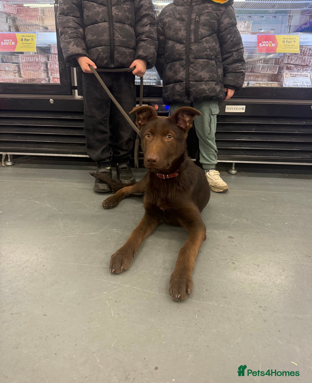 German Shepherd dogs for sale: Liver & Tan German Shepherd Young, Male, Trained  - Advert 8