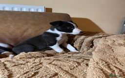Lurcher dogs for sale: 4 stunning Lurcher colie pups - Advert 4