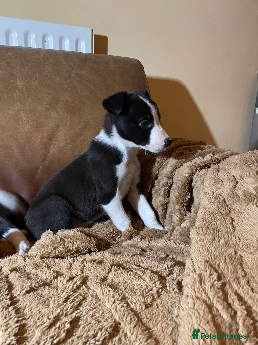 Lurcher dogs for sale: 4 stunning Lurcher colie pups - Advert 4