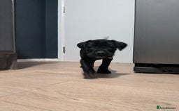 Cane Corso dogs for sale: Purebred champion bloodline cane corso - Image 3