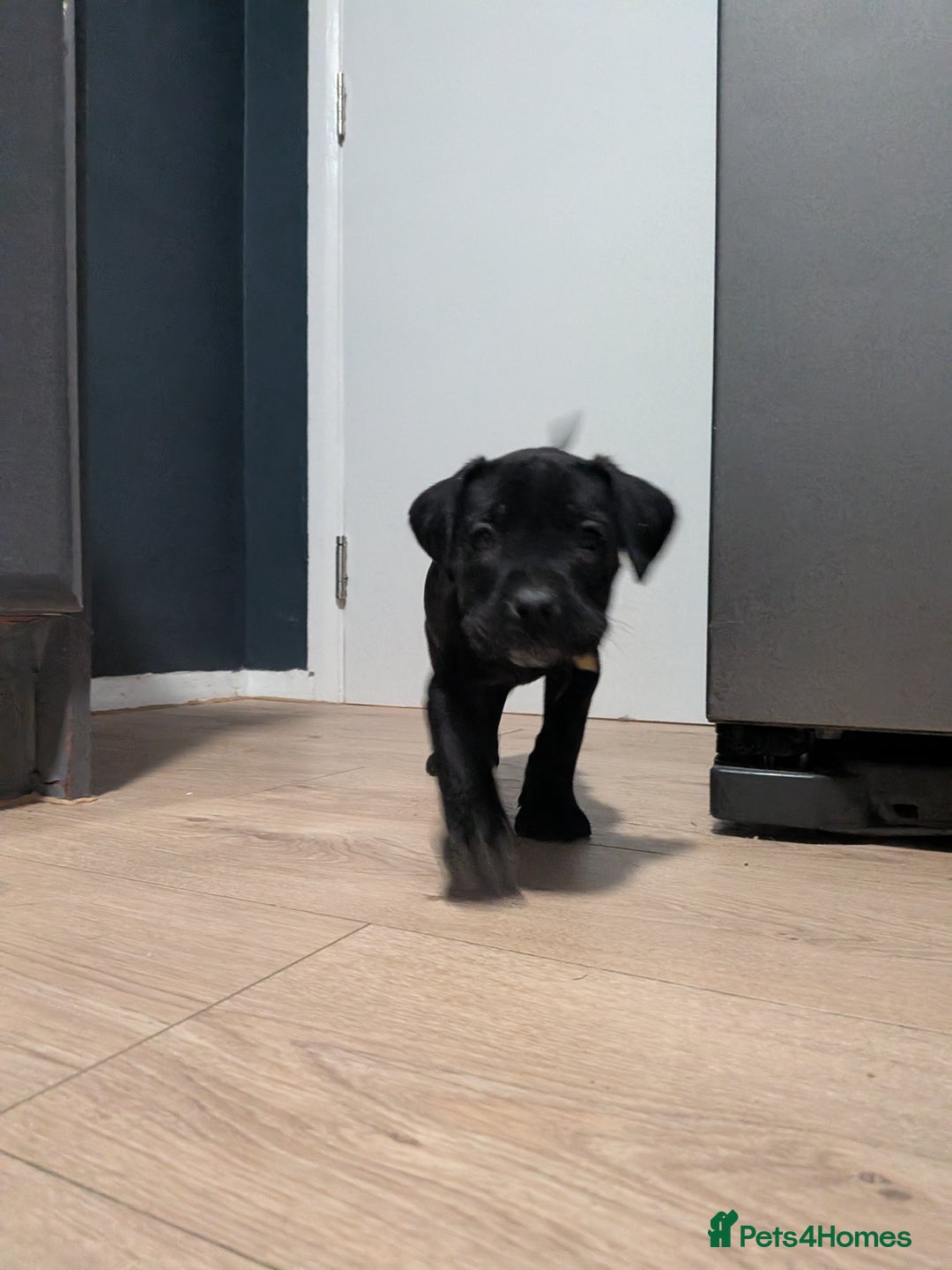 Cane Corso dogs for sale: Purebred champion bloodline cane corso - Image 3