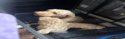 Poodle dogs for sale: Poodles - Advert 1