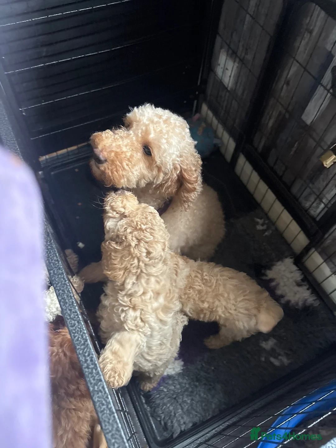 Poodle dogs for sale: Poodles - Advert 1