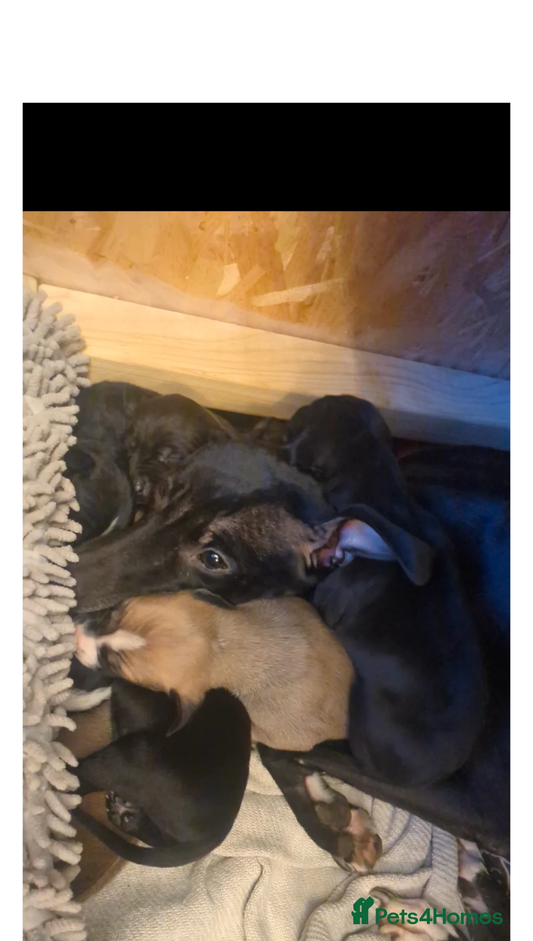 Mixed Breed dogs for sale: 8 Beautiful Saluki Whippet mixed-breed fur babies - Advert 2