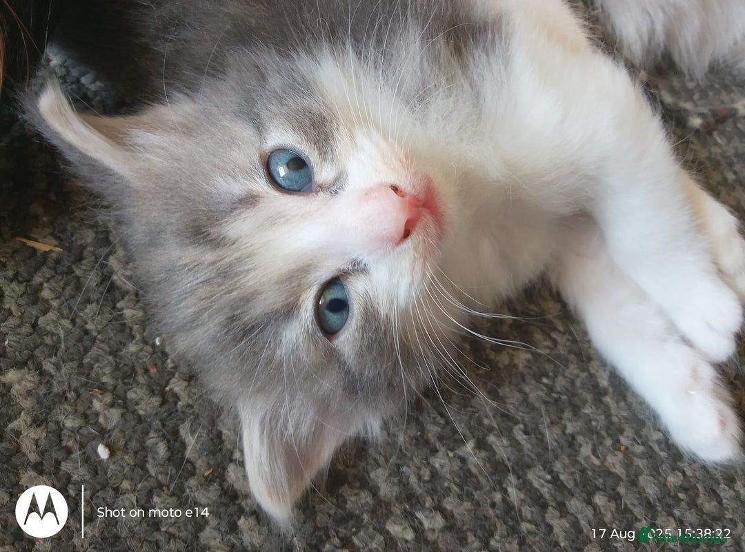 Norwegian Forest Cat cats for sale: 4 11 week old kittens  - Image 13