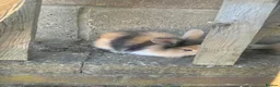 Mini Lion Lop rabbits for sale:   5 Mini Lion x lops - Advert 10