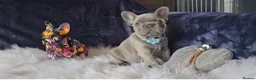 French Bulldog dogs for sale: 🐶💜 KC Registered French Bulldog Puppies - Advert 20