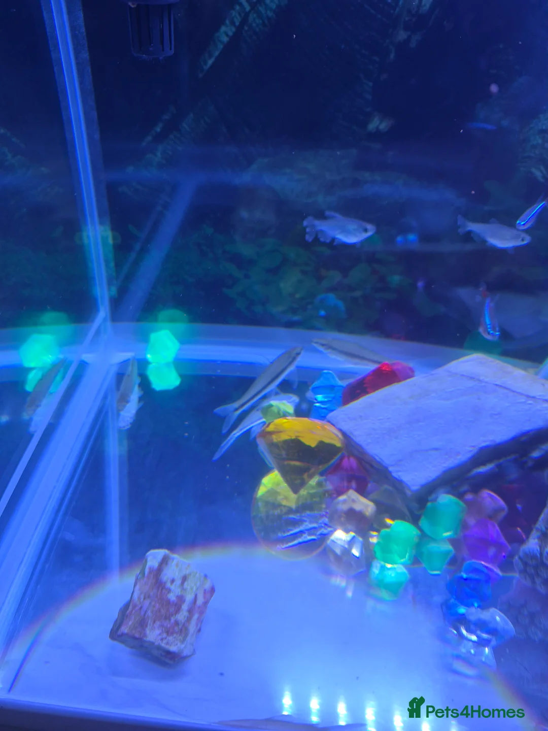 Other/Mixed Breed fish for sale: 5 Siamese algae eating fish  - Advert 3