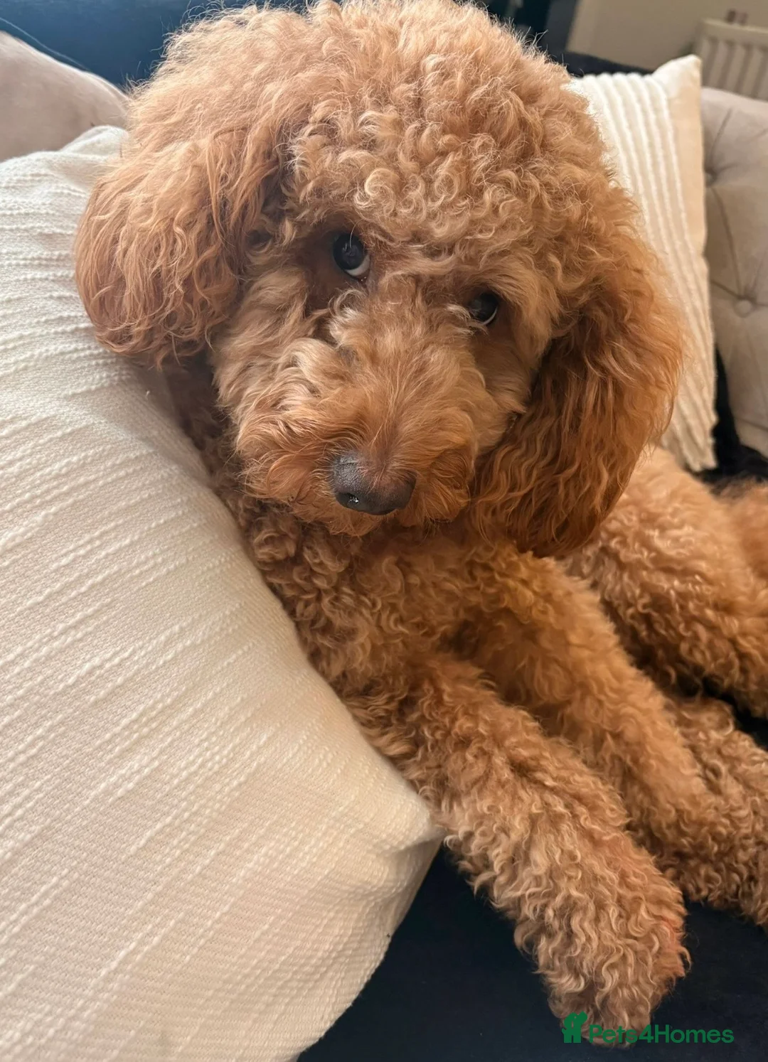Cockapoo dogs for sale: 1.5 year old male cockapoo in Barnsley - Advert 1