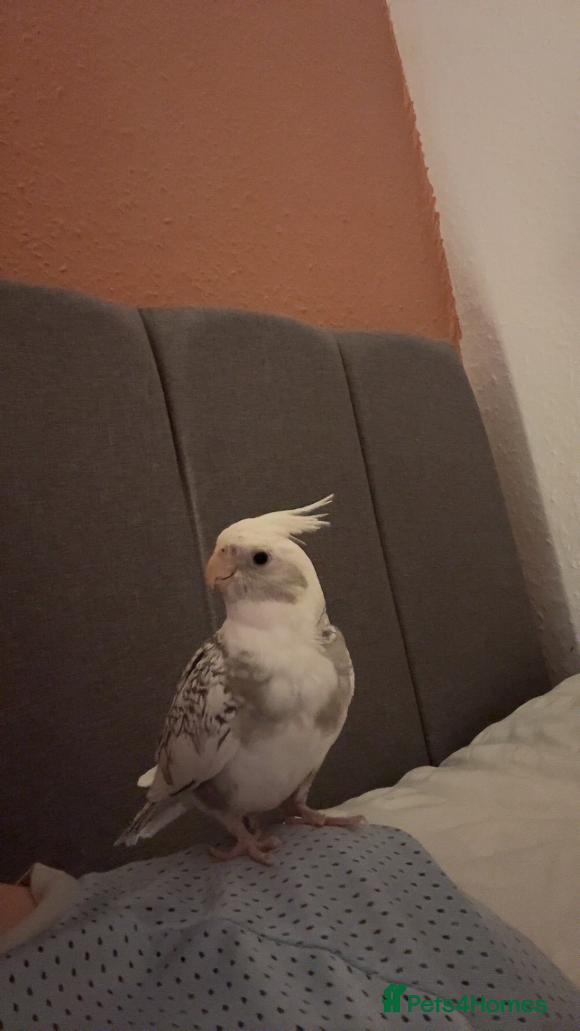 Cockatiels birds Male cockatiel with setup - Advert 14