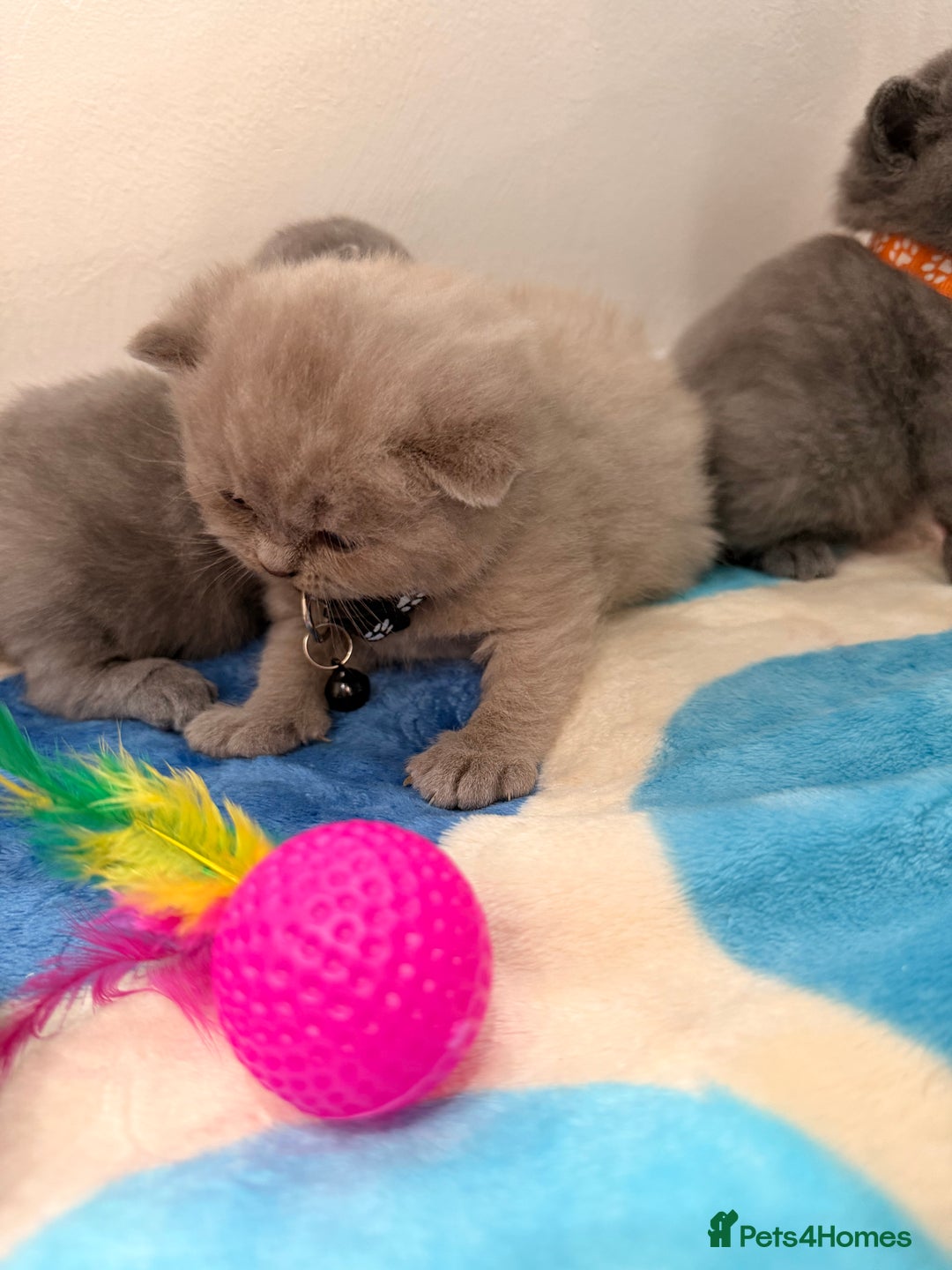 British Shorthair cats for sale: Beautiful big British Shorthair Kittens - Advert 18