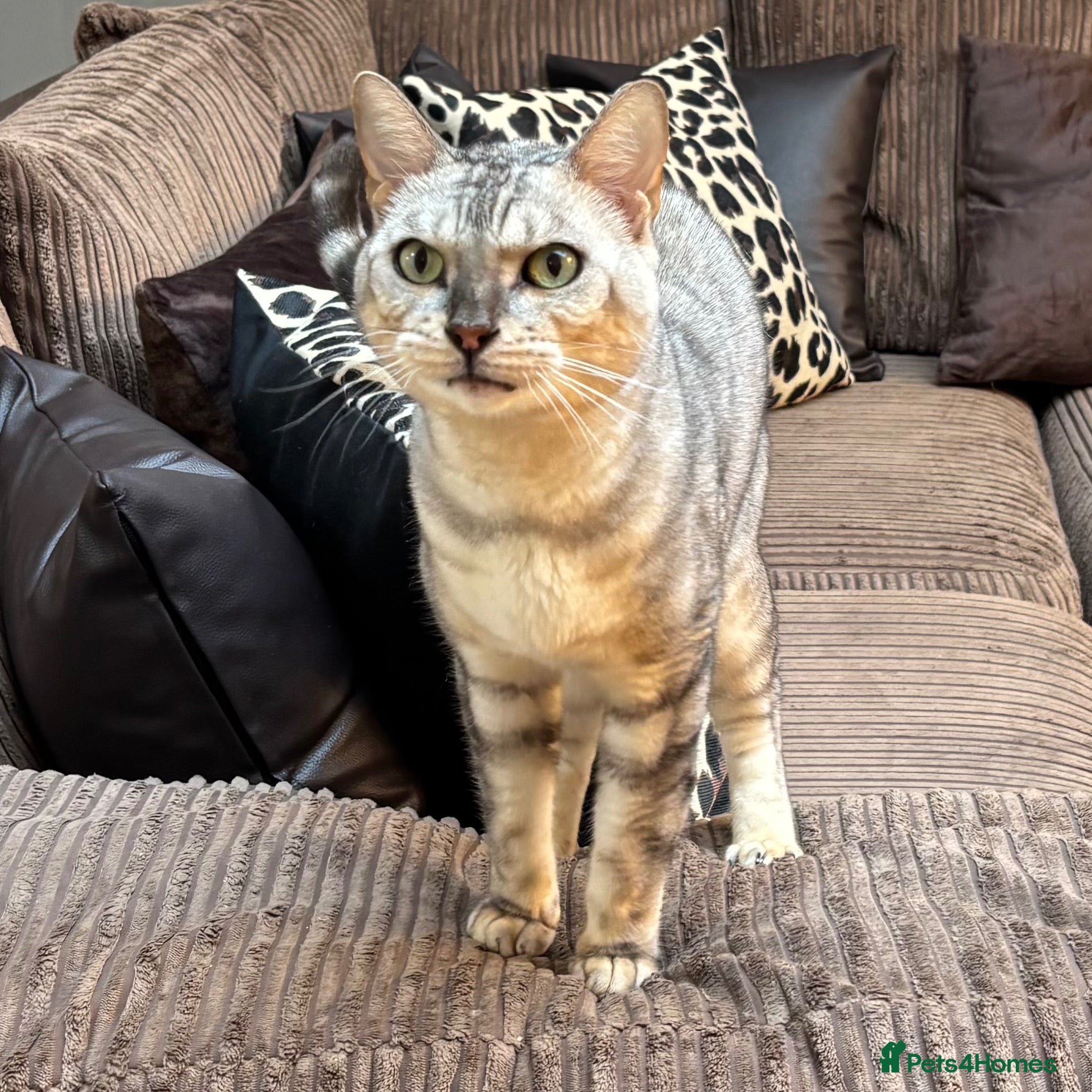 Bengal cats 🤍 BEAUTIFUL BENGAL SEEKS FOREVER HOME 🤍 - Advert 4