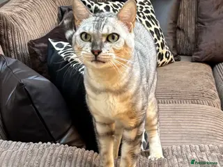 Bengal cats 🤍 BEAUTIFUL BENGAL SEEKS FOREVER HOME 🤍 - Advert 4