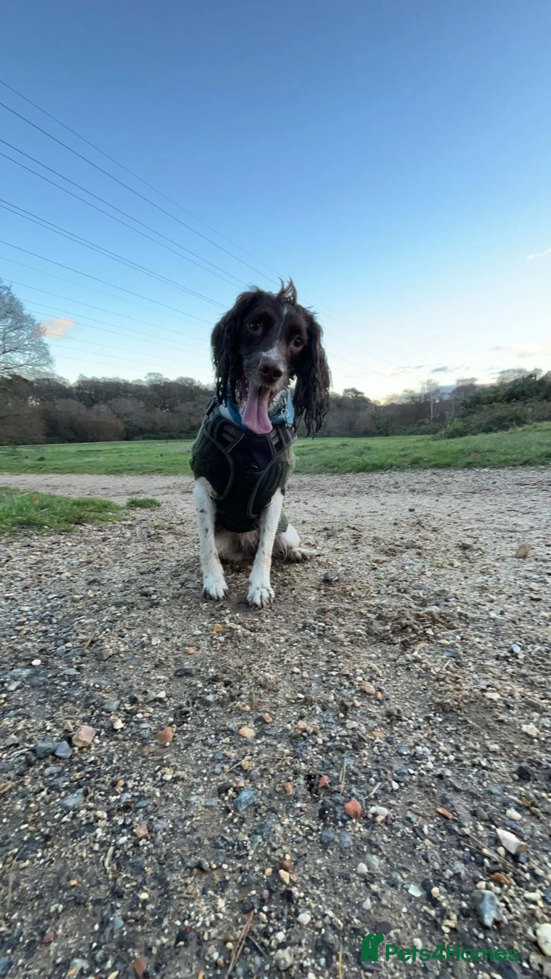 English Springer Spaniel dogs for sale: English springer spaniel puppies - Advert 1