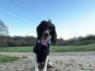 English Springer Spaniel dogs English springer spaniel puppies - Advert 2