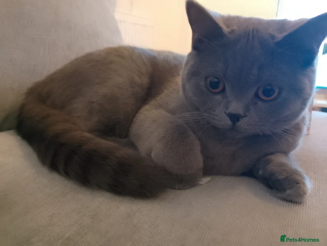 British Shorthair cats for sale: Moon - cute kitten in London - Advert 1